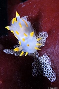 Polycera quadrilineata Polycera a taches nudi Electra pilosa ecorse pileuse bryo-Morlaix La noire-22m-20230528-DA-DSC_2060_tn